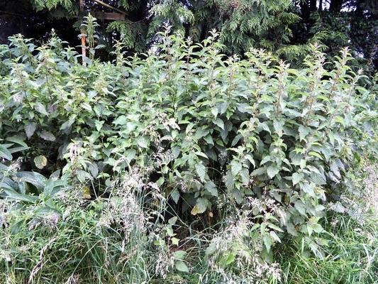 Schoolgirl Nettle Punishment