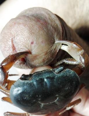 Ciseaux à ongles en forme de crabe